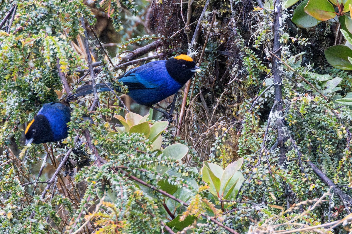 Golden-crowned Tanager - ML646855808
