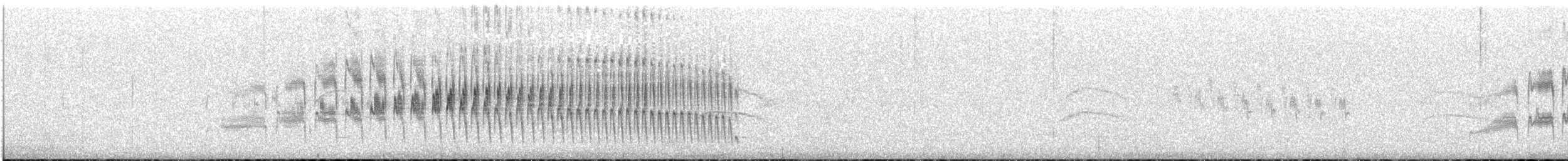 stripekurvfugl - ML646855811