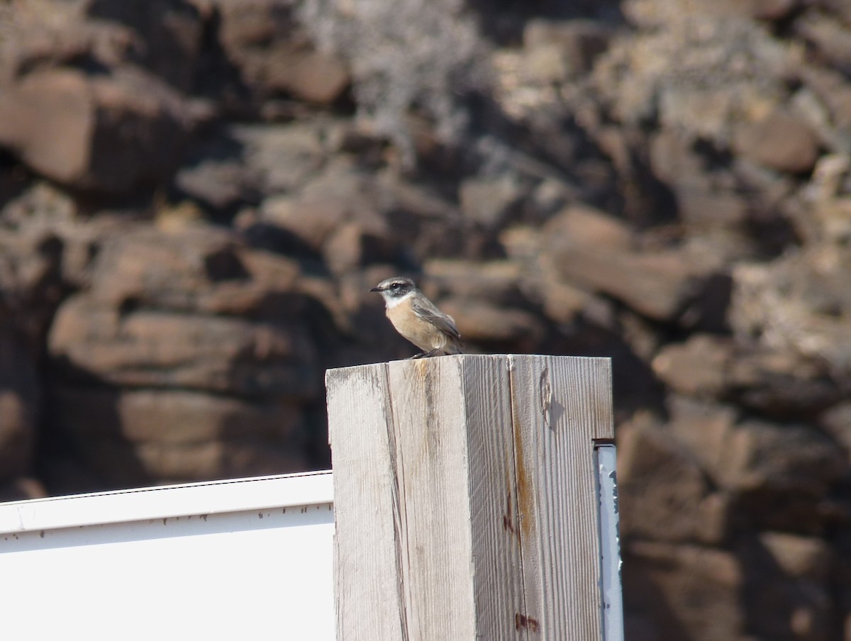 Fuerteventura Stonechat - ML646855812