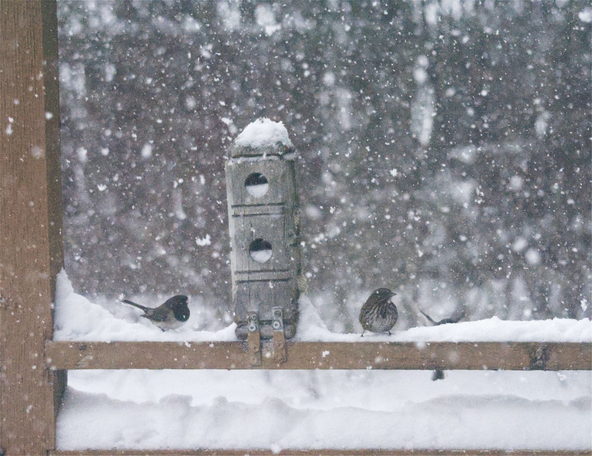 Junco Ojioscuro - ML646855815