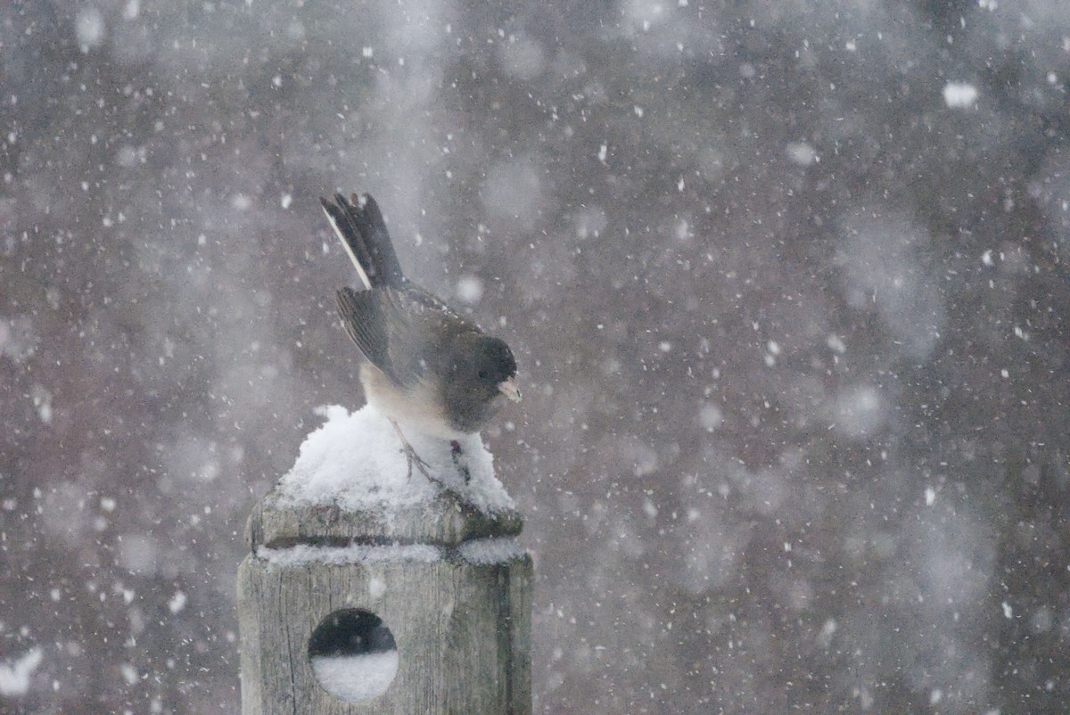 Junco Ojioscuro - ML646855816