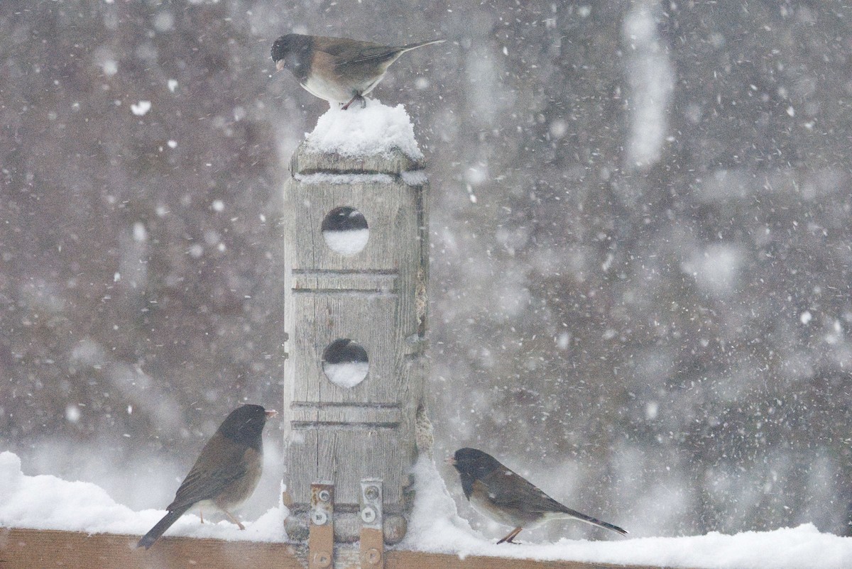 Junco Ojioscuro - ML646855817