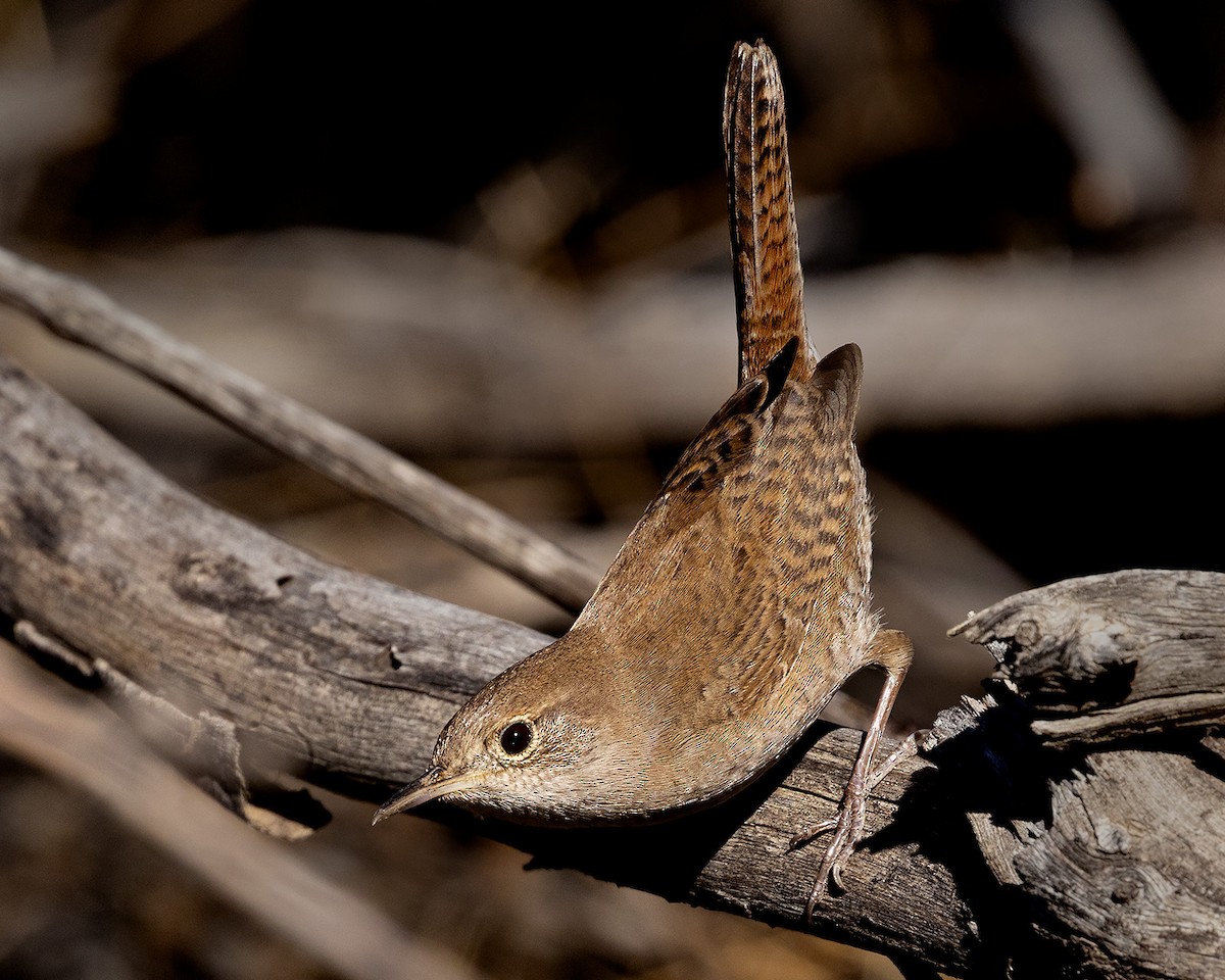 hussmett - ML646855818