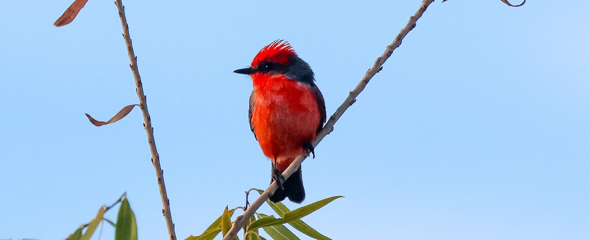 Красный мухолов - ML646855819