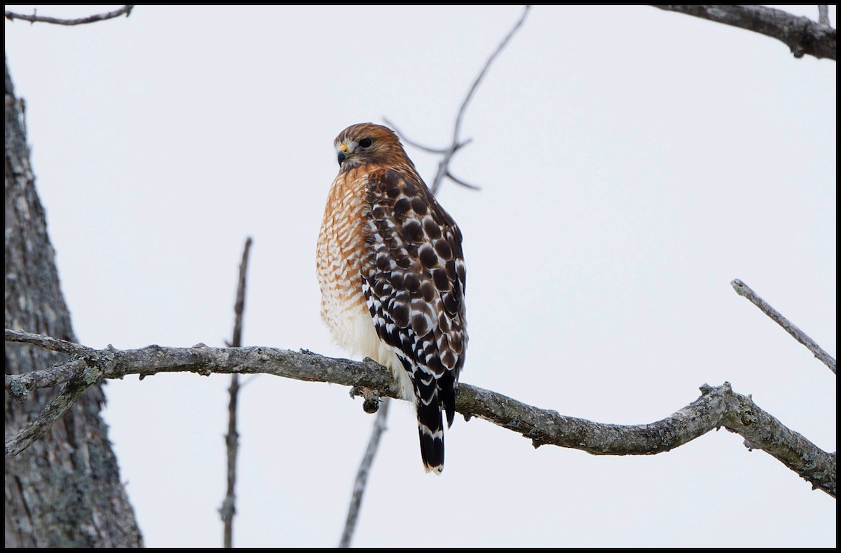 Канюк рудоплечий - ML646855820