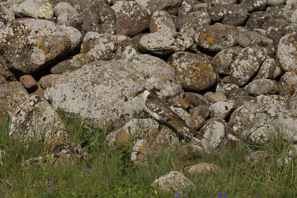 Häherkuckuck - ML646855821