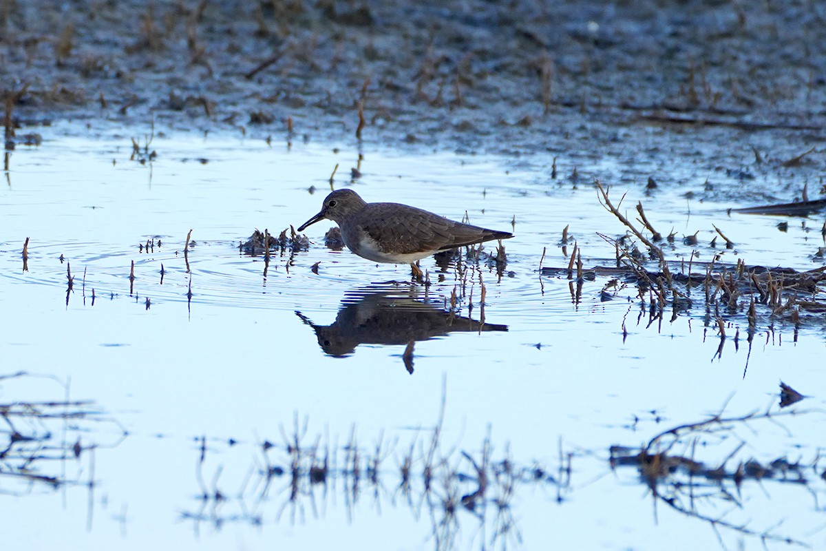Correlimos de Temminck - ML646855822