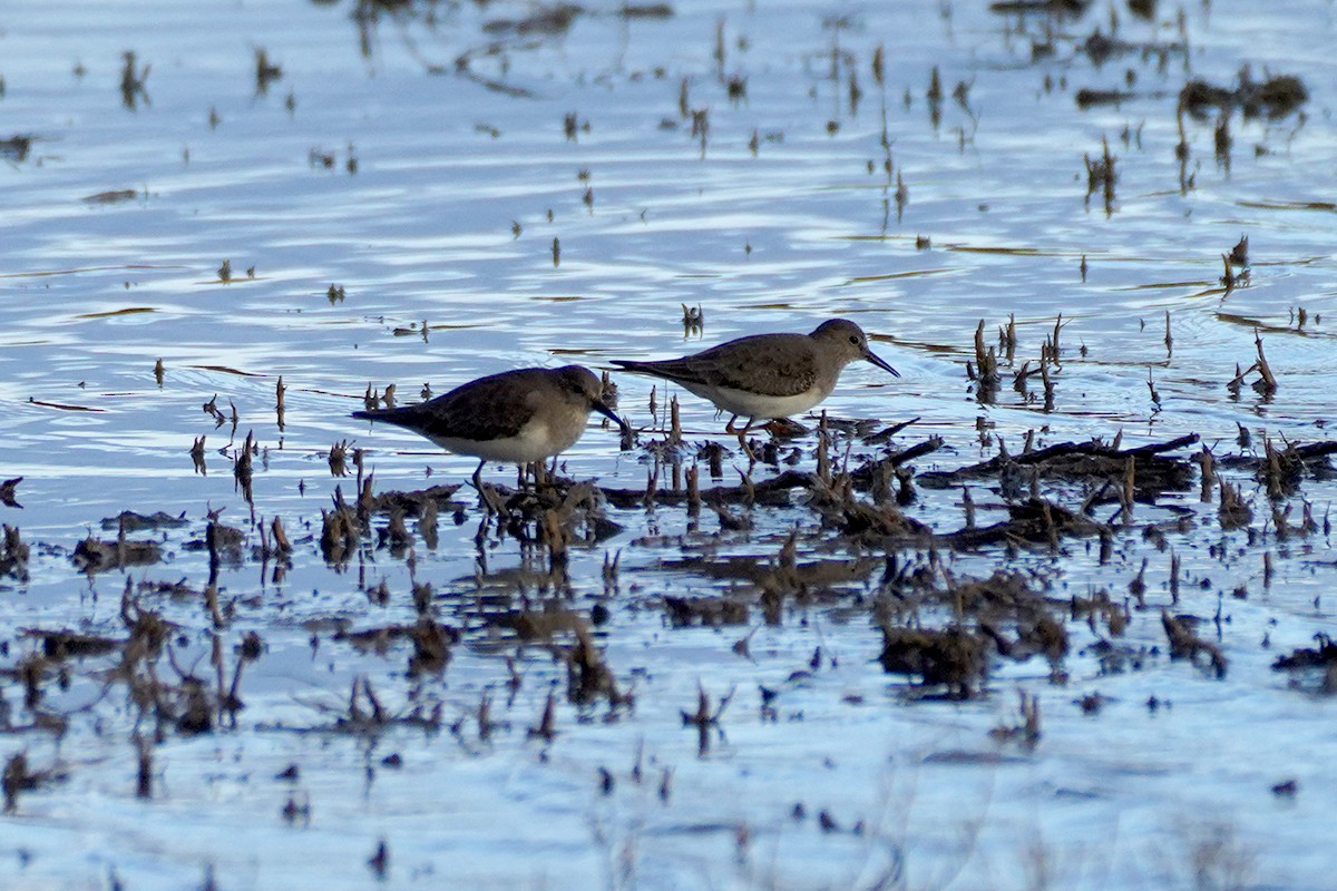 Correlimos de Temminck - ML646855823