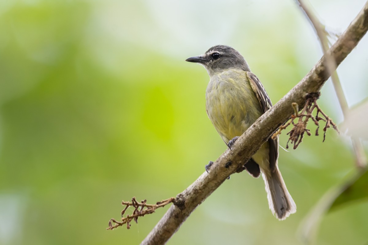 Benek Şeritli Tiranulet - ML646855826