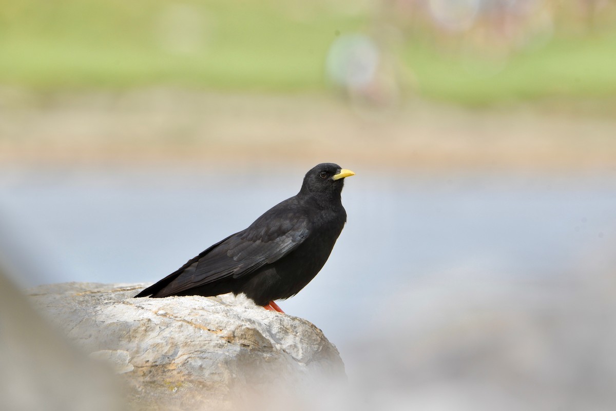 キバシガラス - ML646855835