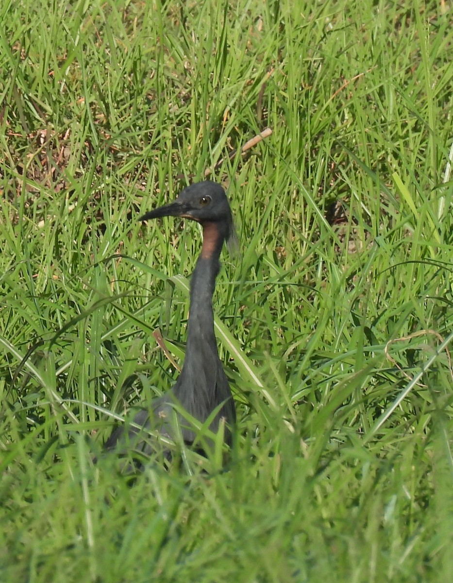 Braunkehlreiher - ML646855837