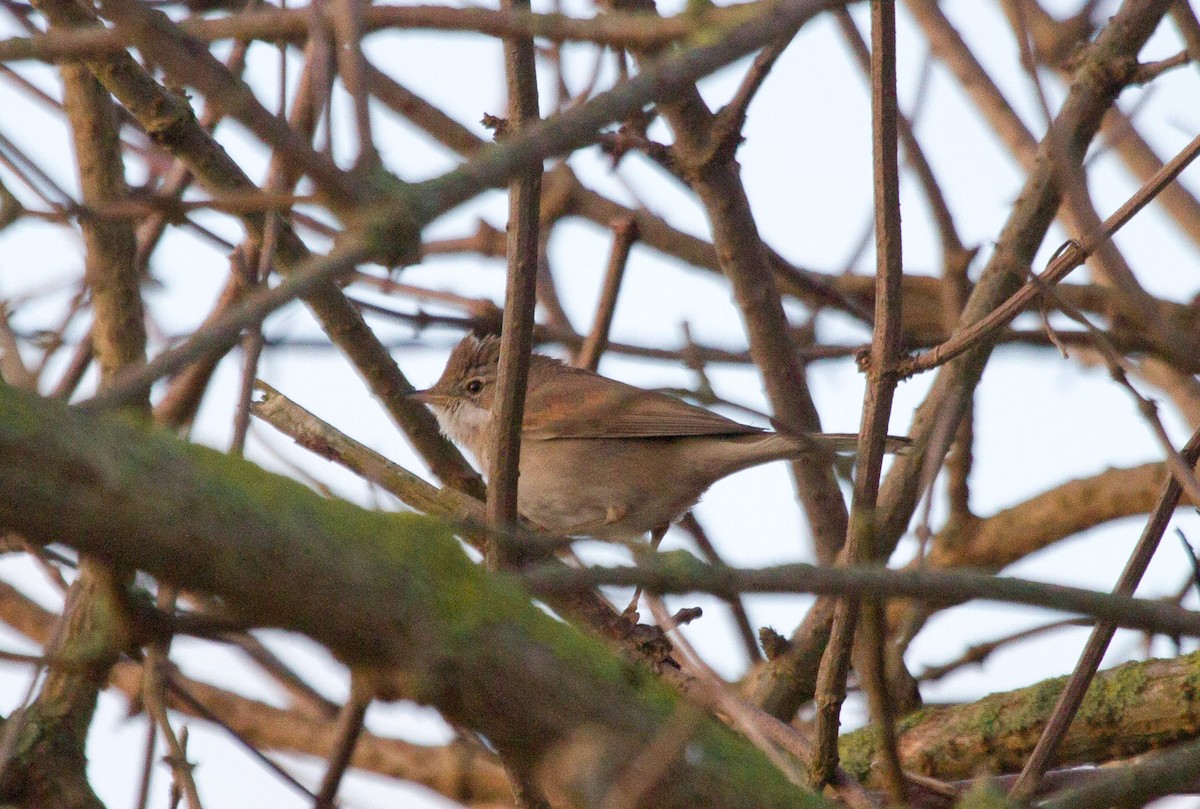 ノドジロムシクイ - ML646855839