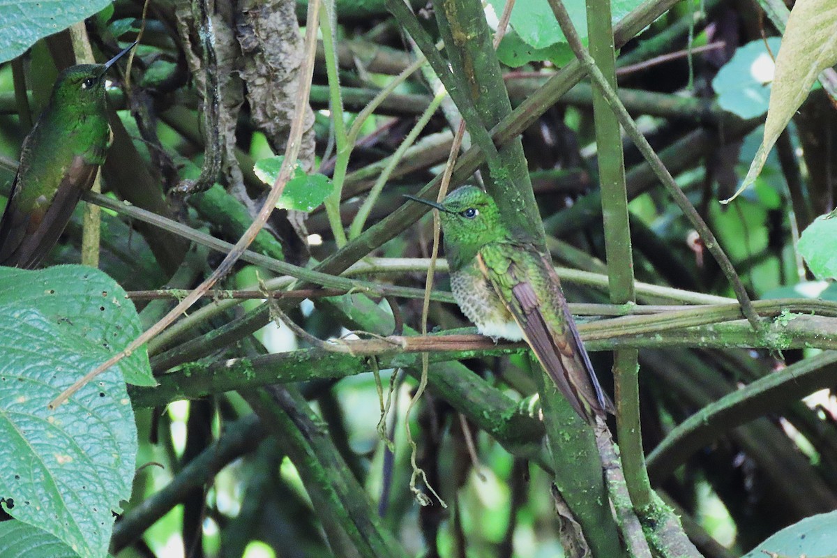 Buff-tailed Coronet - ML646855842