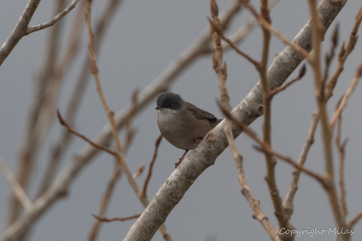Sardinian Warbler - ML646855844