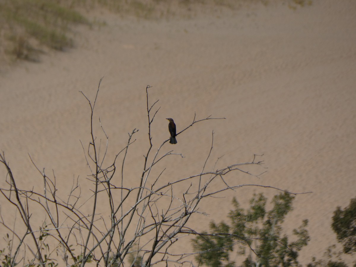 Rusty Blackbird - ML646855854