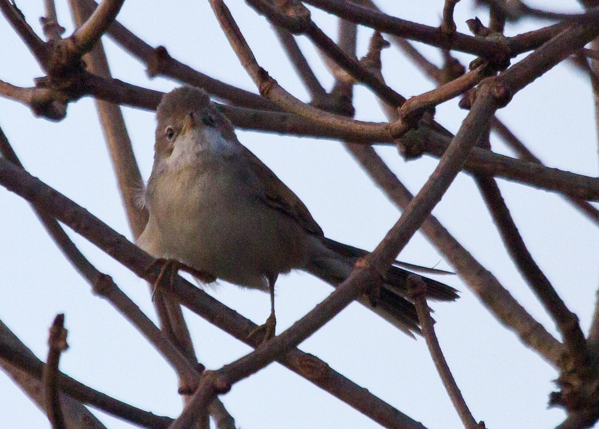 ノドジロムシクイ - ML646855855