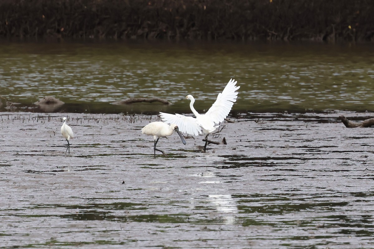 Seidenreiher - ML646855857