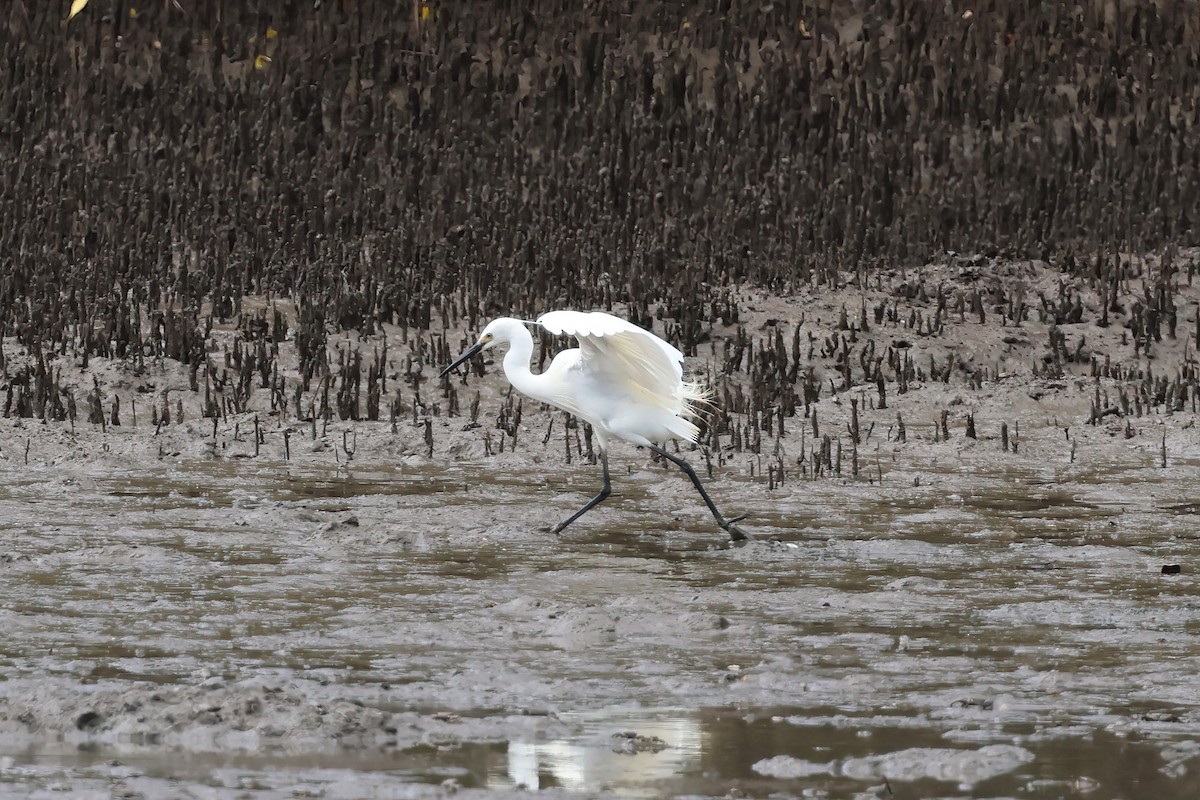 Seidenreiher - ML646855858