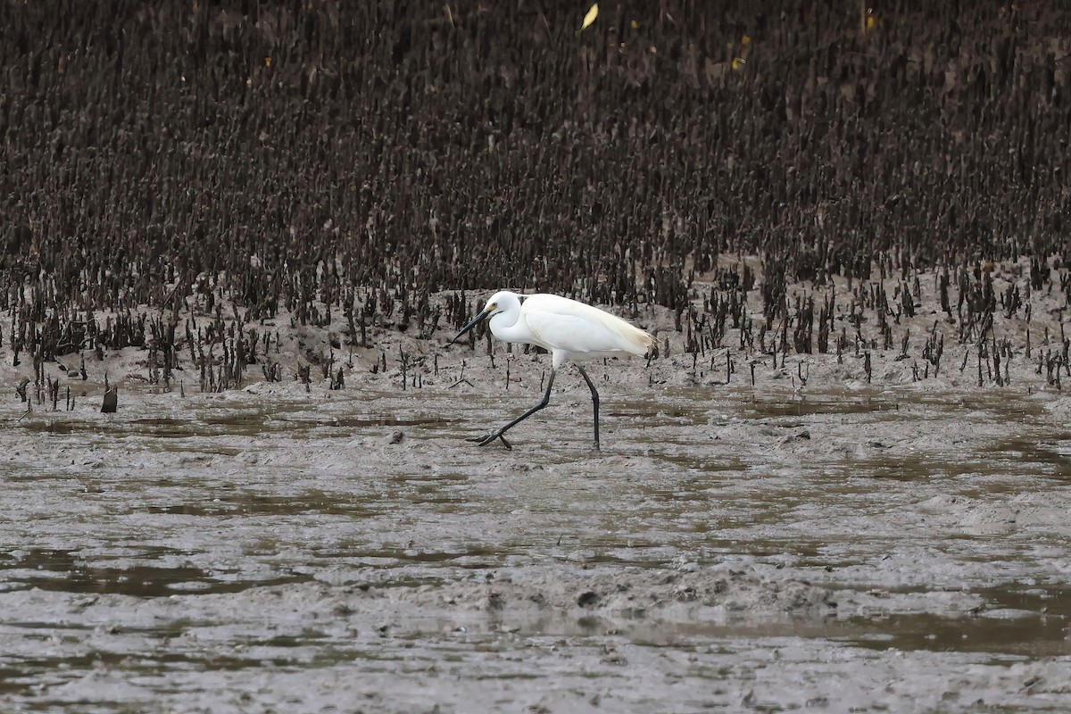 Seidenreiher - ML646855859