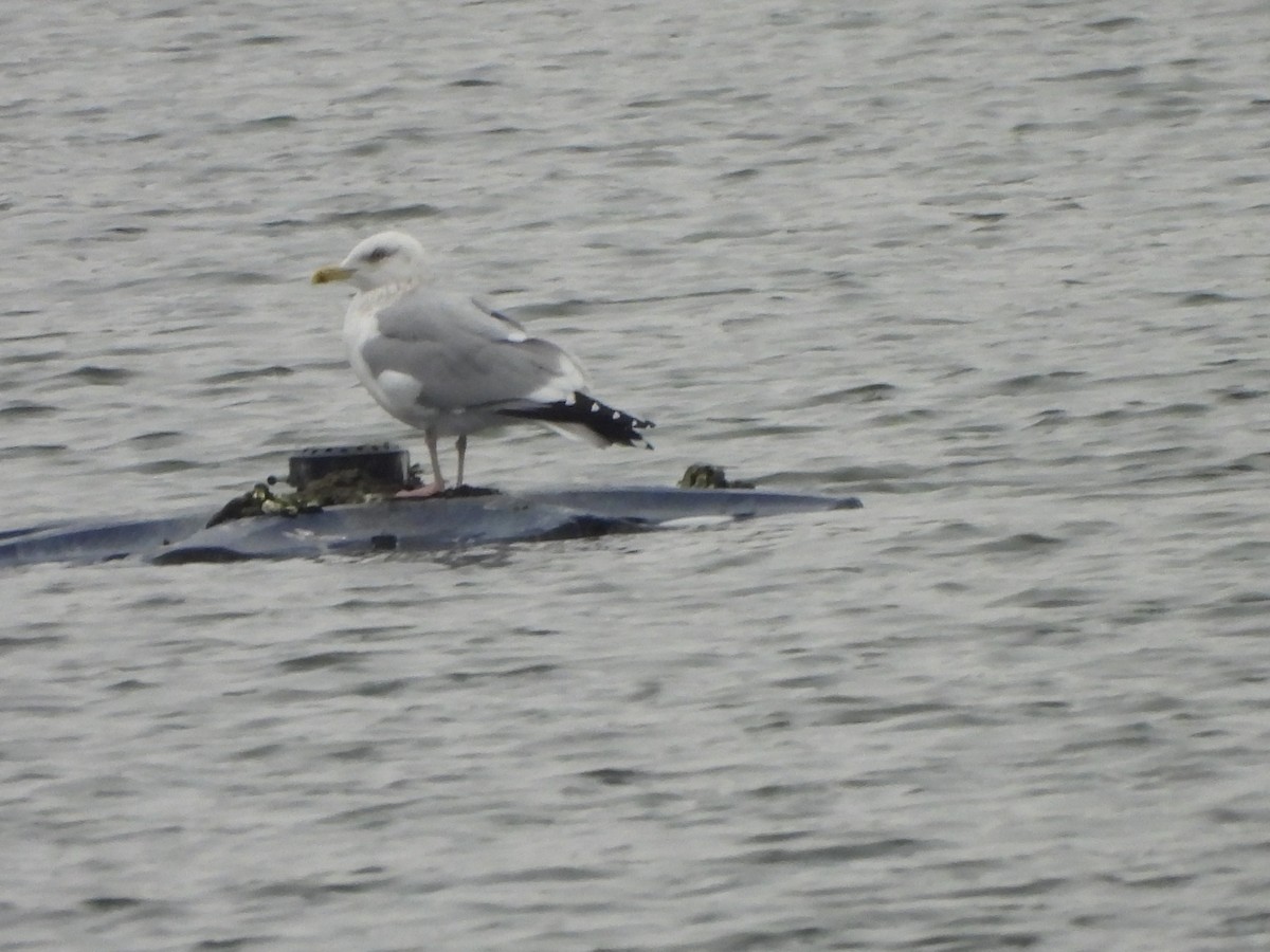 Amerika Gümüş Martısı - ML646855860