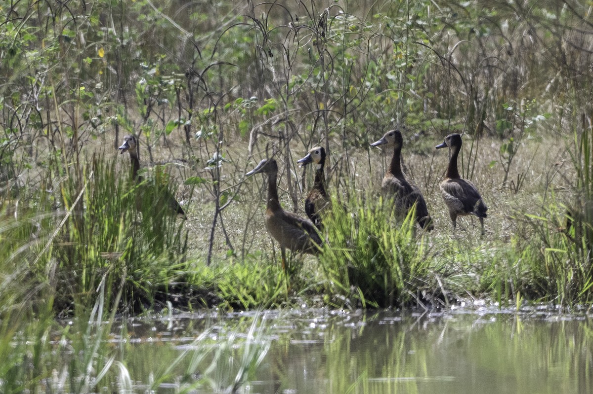 Dendrocigna facciabianca - ML646855861