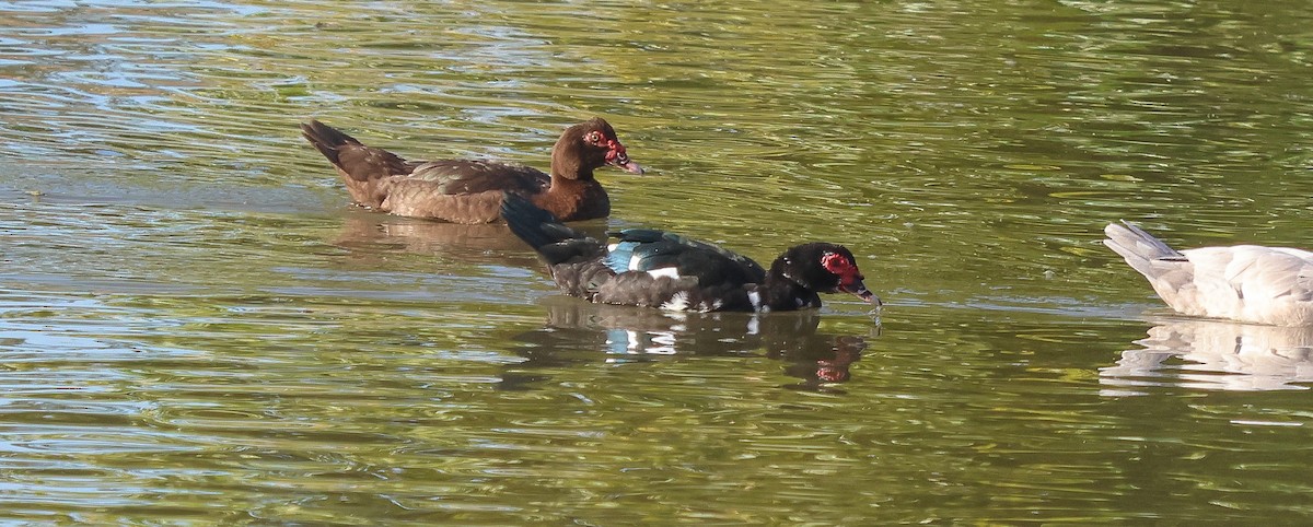 Мускусная утка (Одомашенного типа) - ML646855864