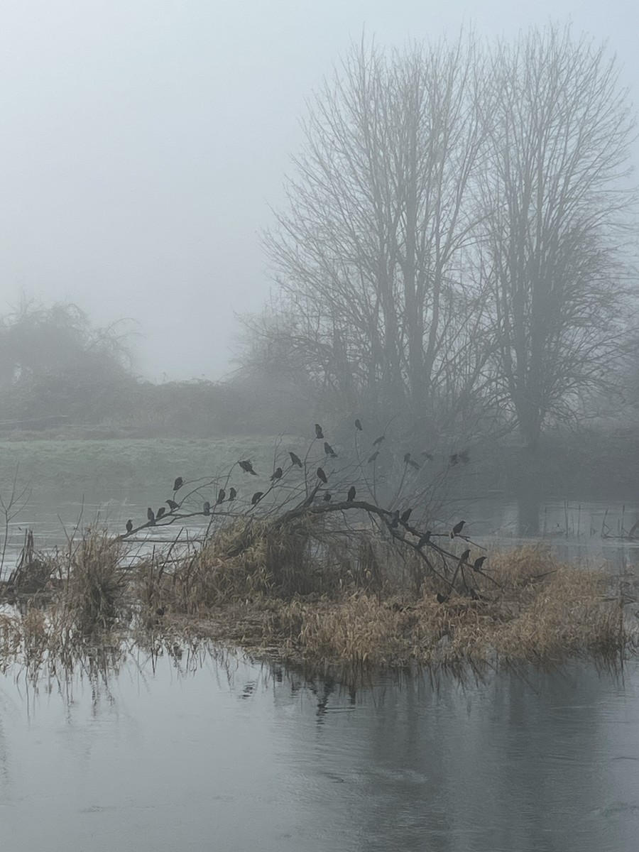 American Crow - ML646855865