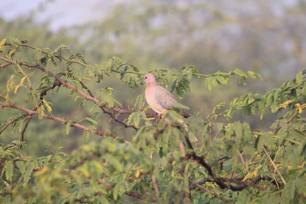 Tórtola Senegalesa - ML646855867