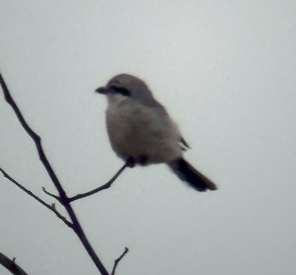 Northern Shrike - ML646855873