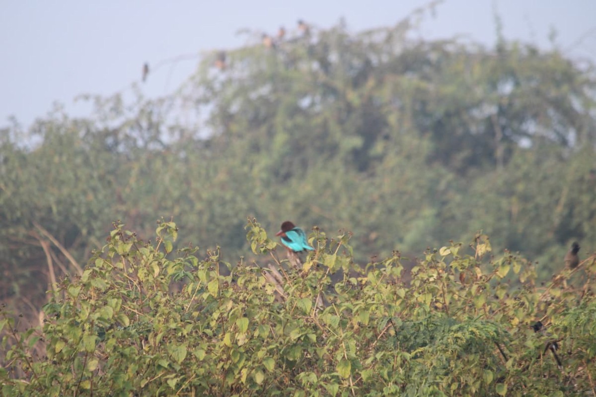 Alción de Esmirna - ML646855876