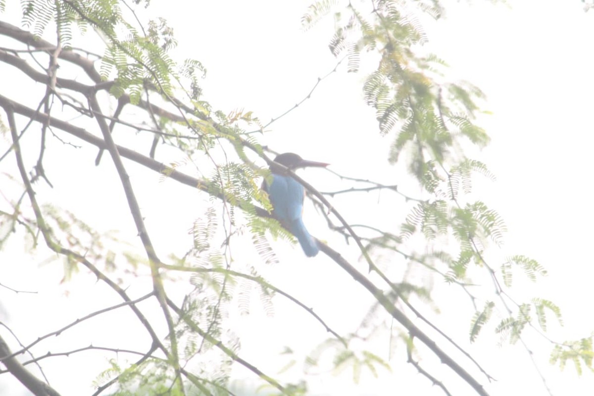 Alción de Esmirna - ML646855877