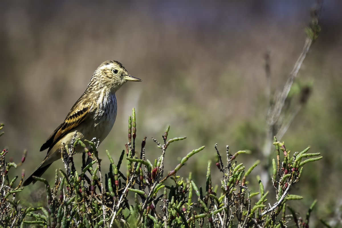 Spectacled Tyrant - ML646855878