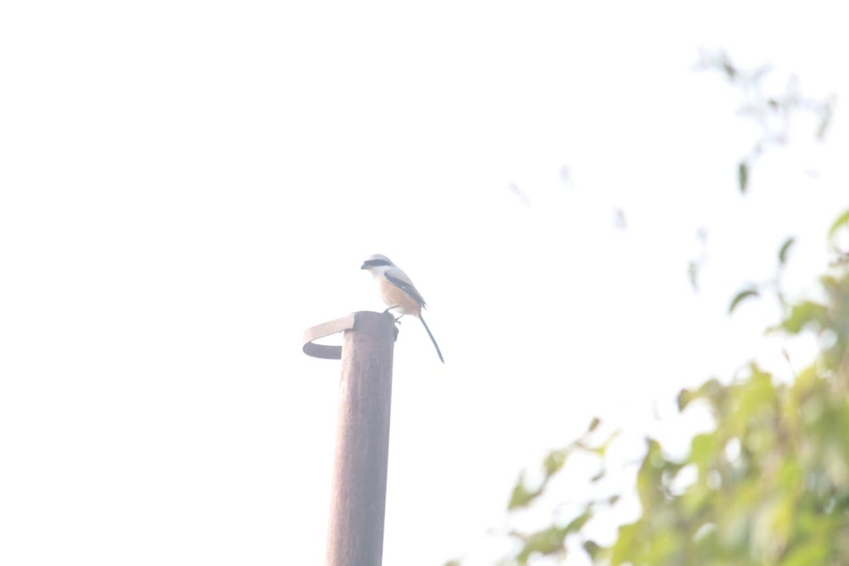 Alcaudón Schach - ML646855880