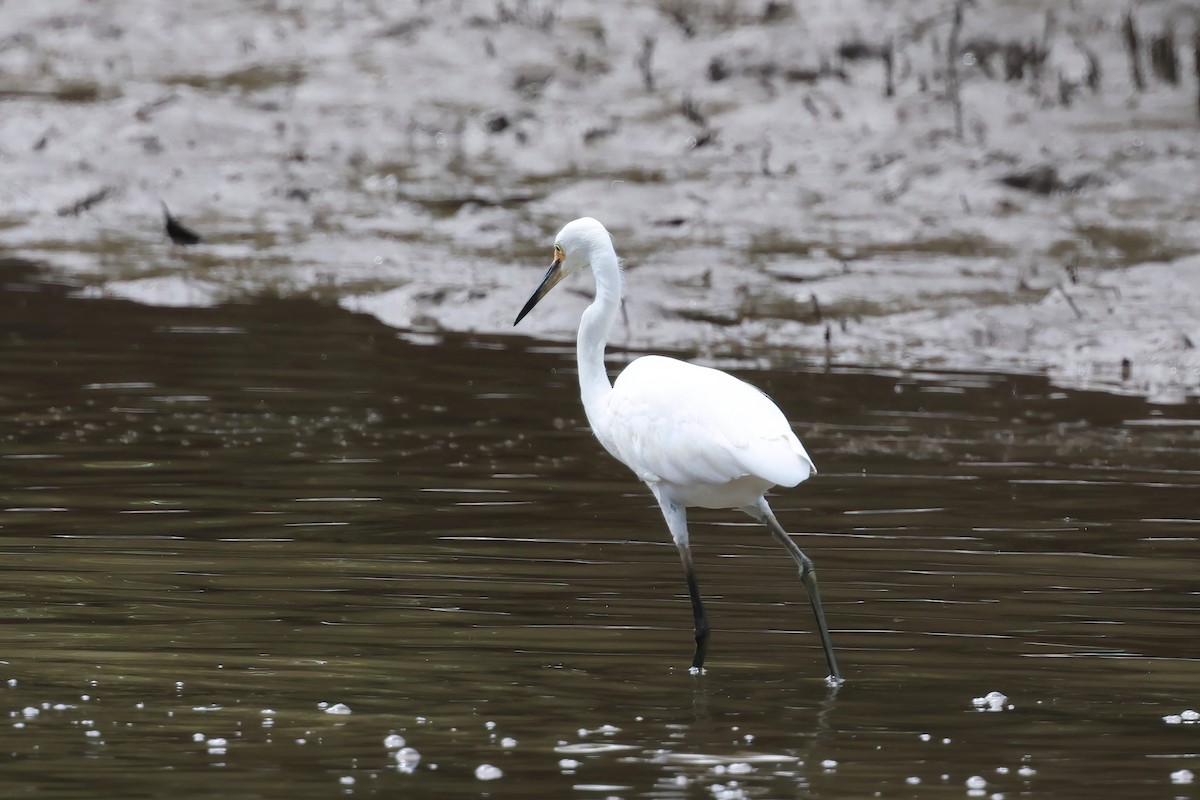 Seidenreiher - ML646855882