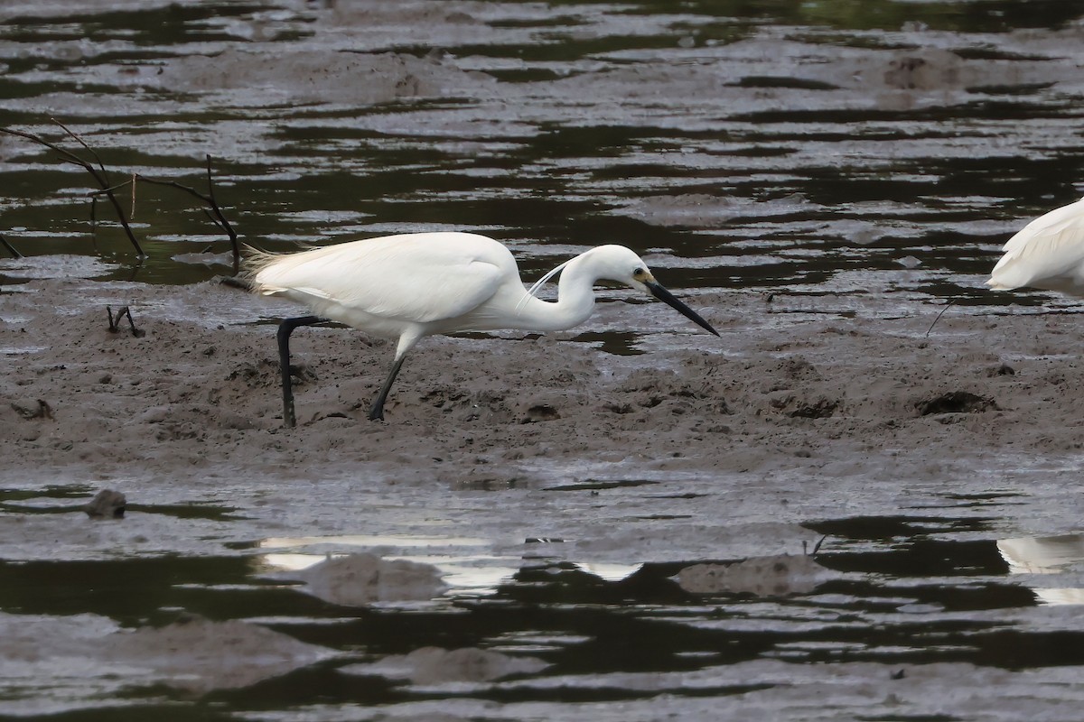 Seidenreiher - ML646855883