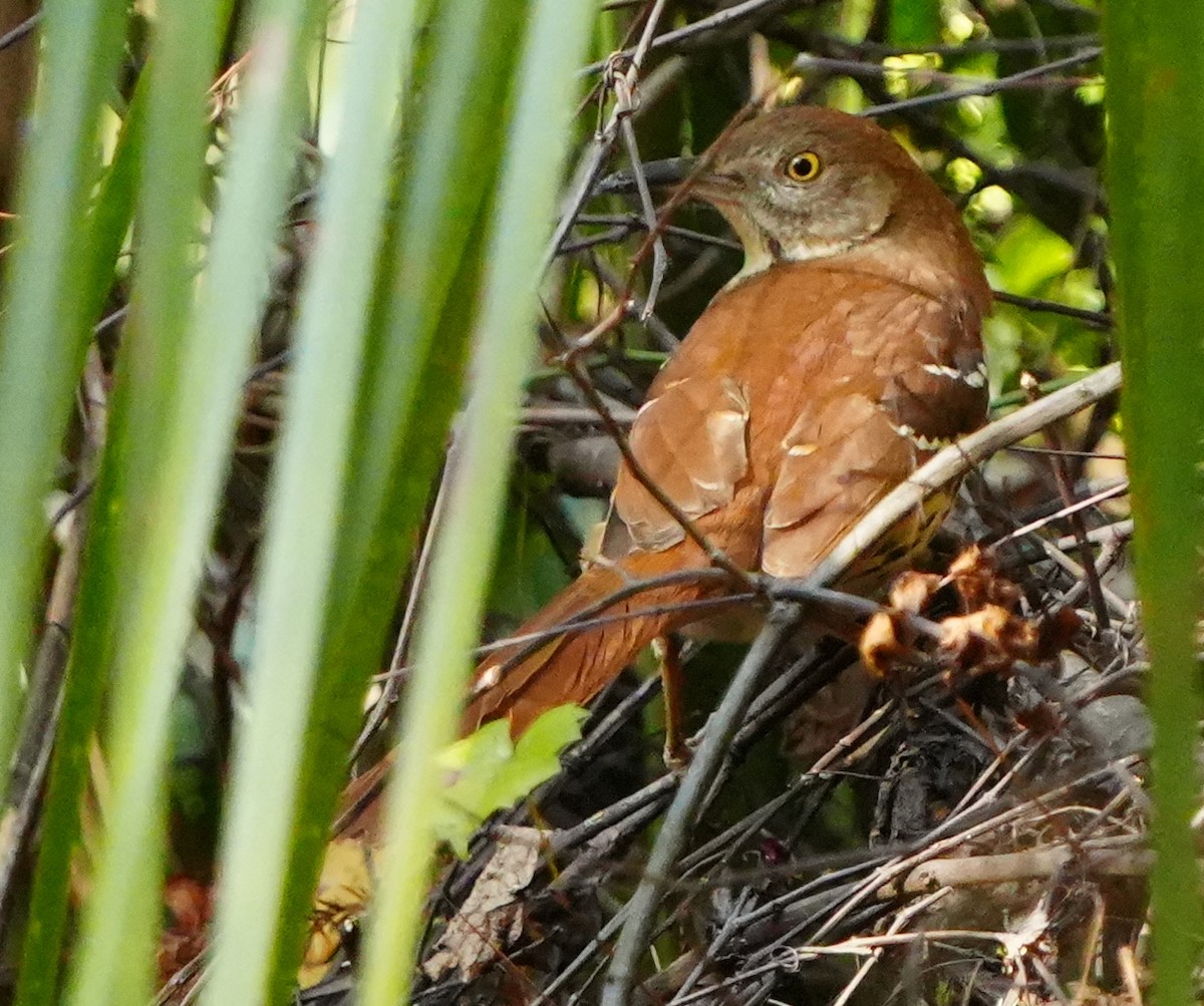 Kuitlakotxe gorrizta - ML646855885