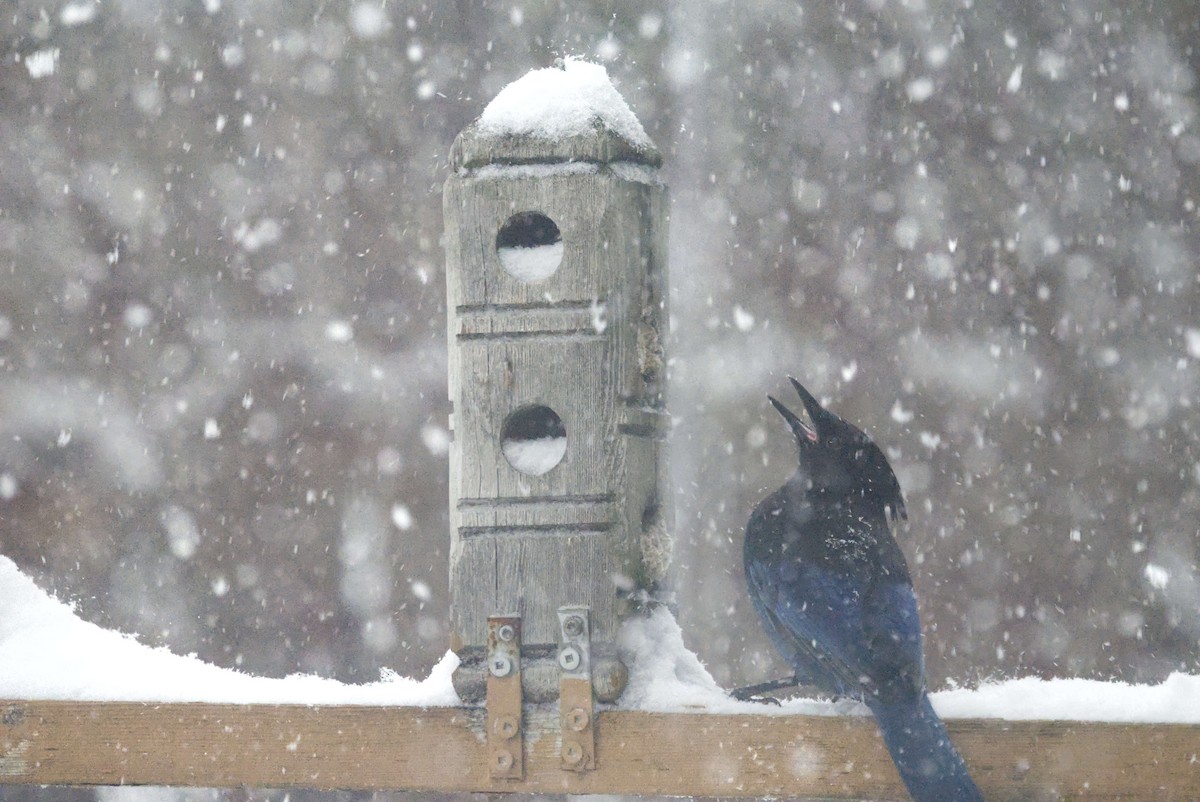 Стеллерова сойка - ML646855886