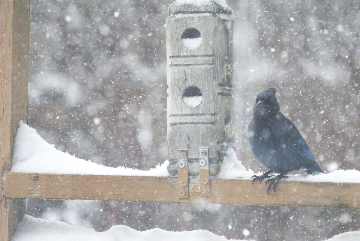 Стеллерова сойка - ML646855887