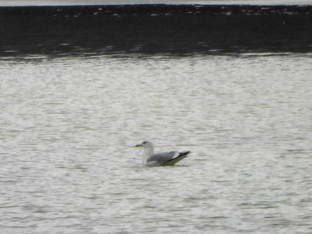 Amerika Gümüş Martısı - ML646855888