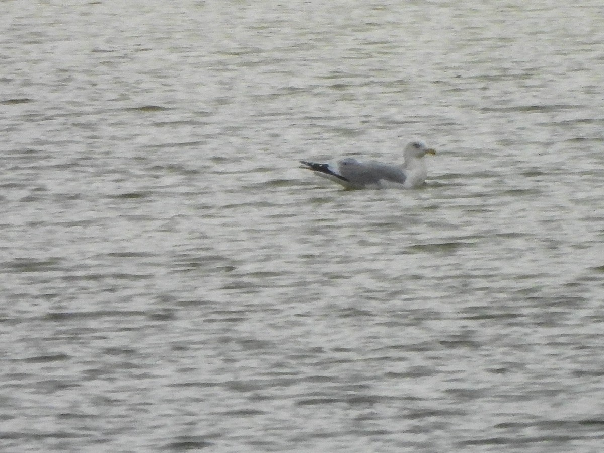 Amerika Gümüş Martısı - ML646855889