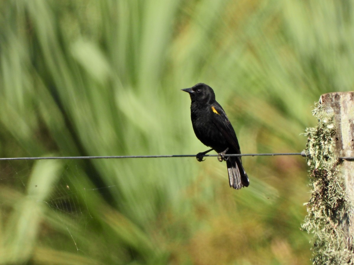 Yellow-winged Blackbird - ML646855891