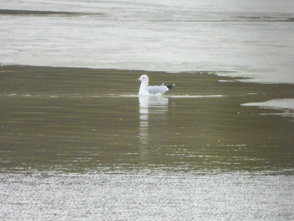 Halkalı Martı - ML646855894