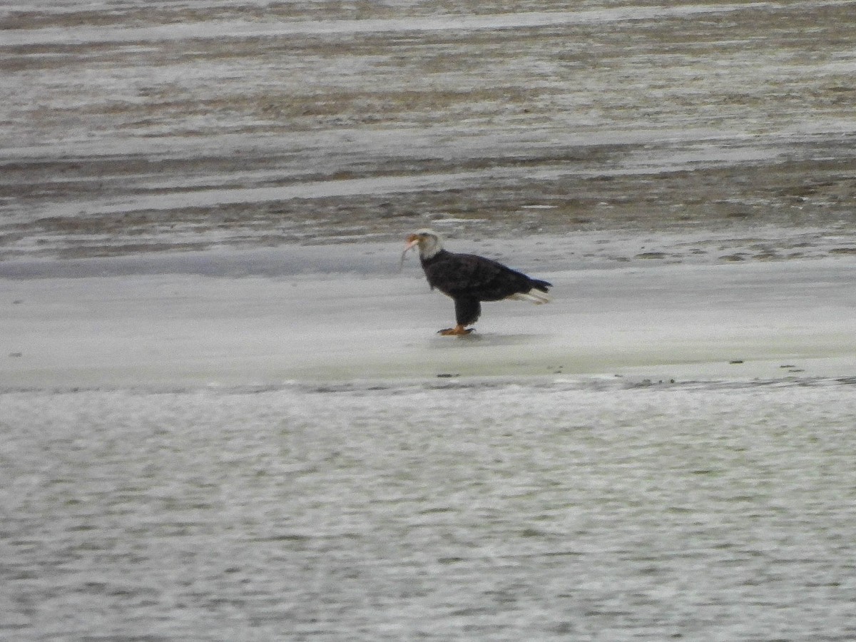 Ak Başlı Kartal - ML646855901