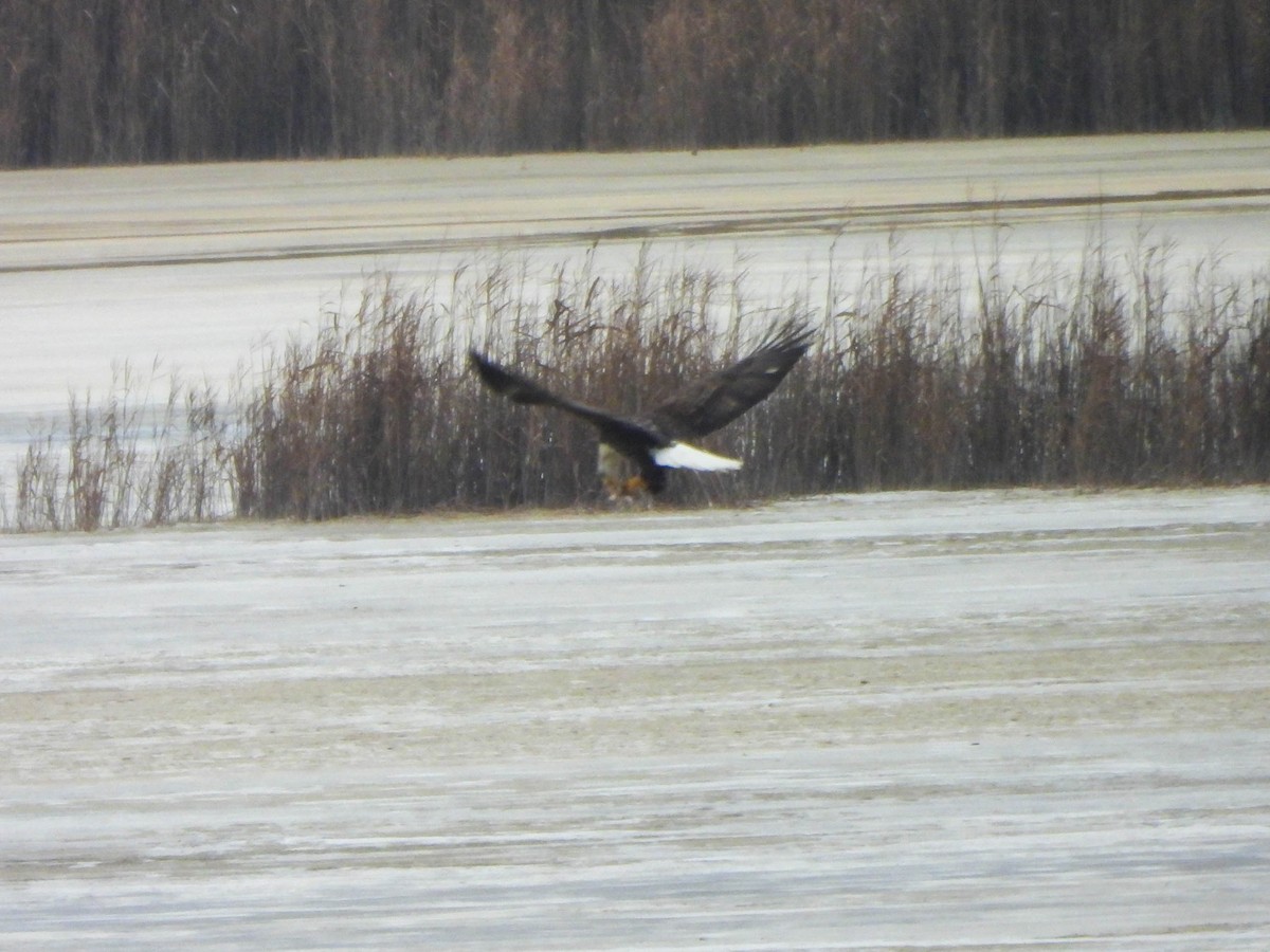 Ak Başlı Kartal - ML646855902