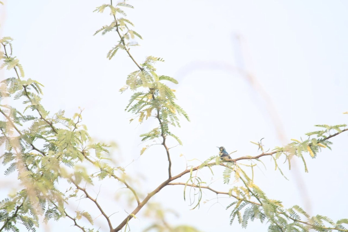 Suimanga Asiático - ML646855904