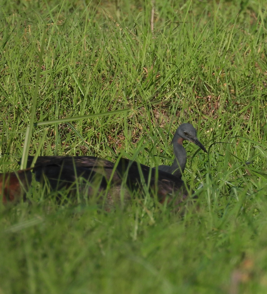 Braunkehlreiher - ML646855905