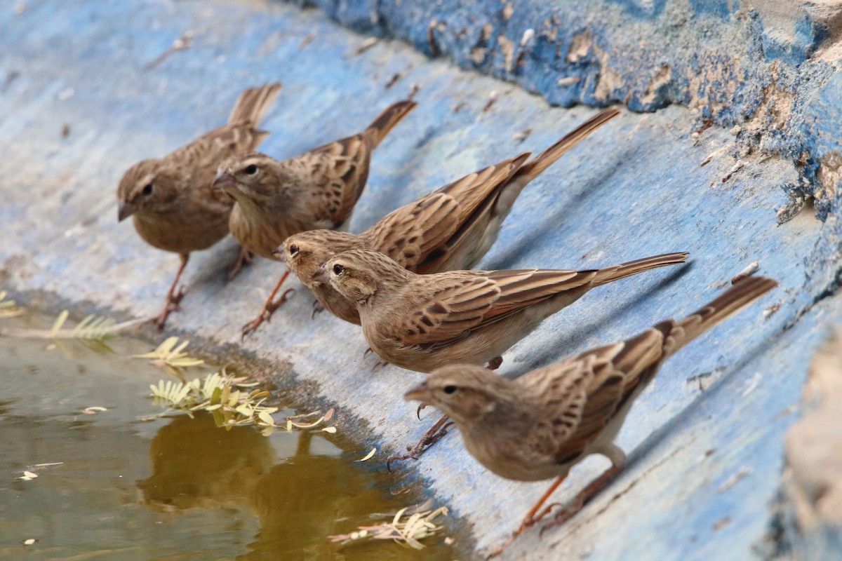 Lark-like Bunting - ML646855906