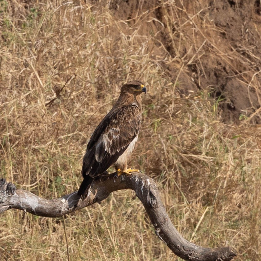 Tawny Eagle - ML646855910
