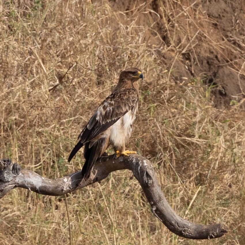 Tawny Eagle - ML646855911