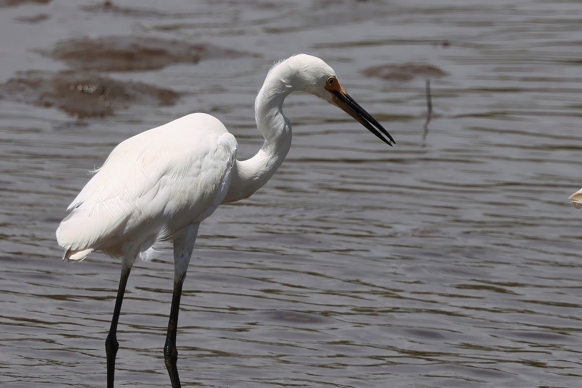 Seidenreiher - ML646855915